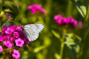 Ein Schmetterling als Symbol dafür, jetzt zu leben. Was Sterbende bereuen